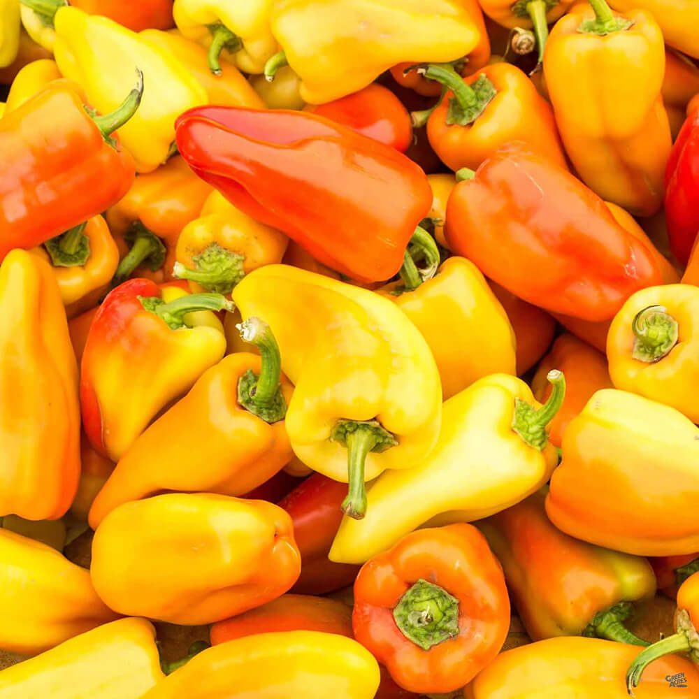 Baby-Capsicum-Yellow-img-2
