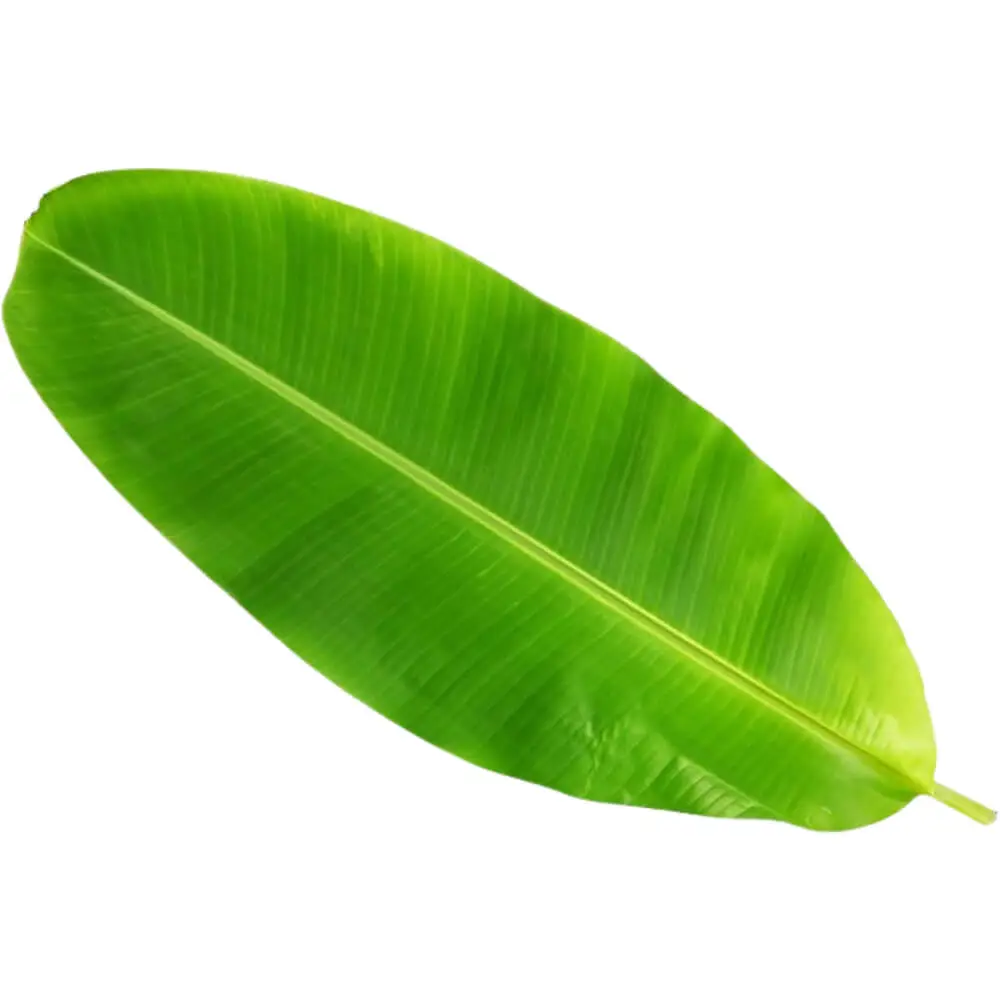 Banana-Leaf-img-2