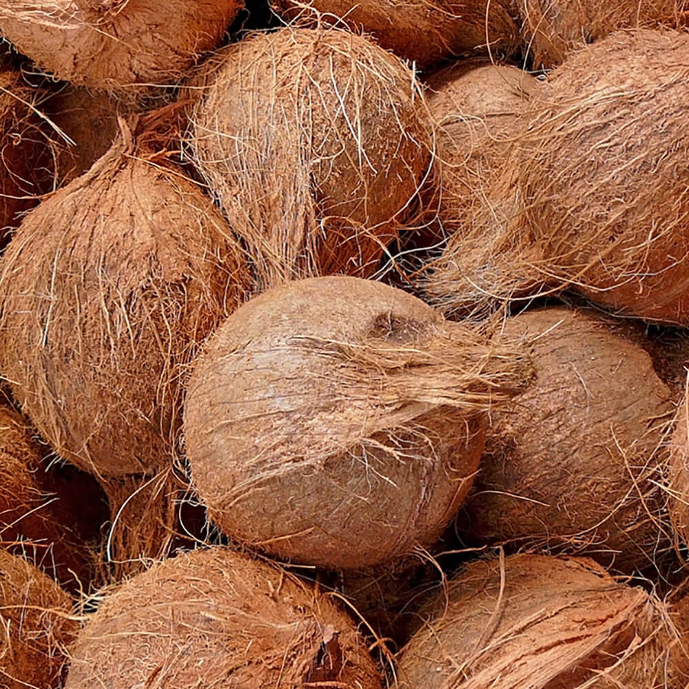 Brown-Coconut-img-4