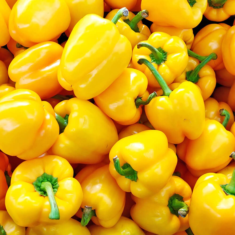 Capsicum-Yellow-img-4