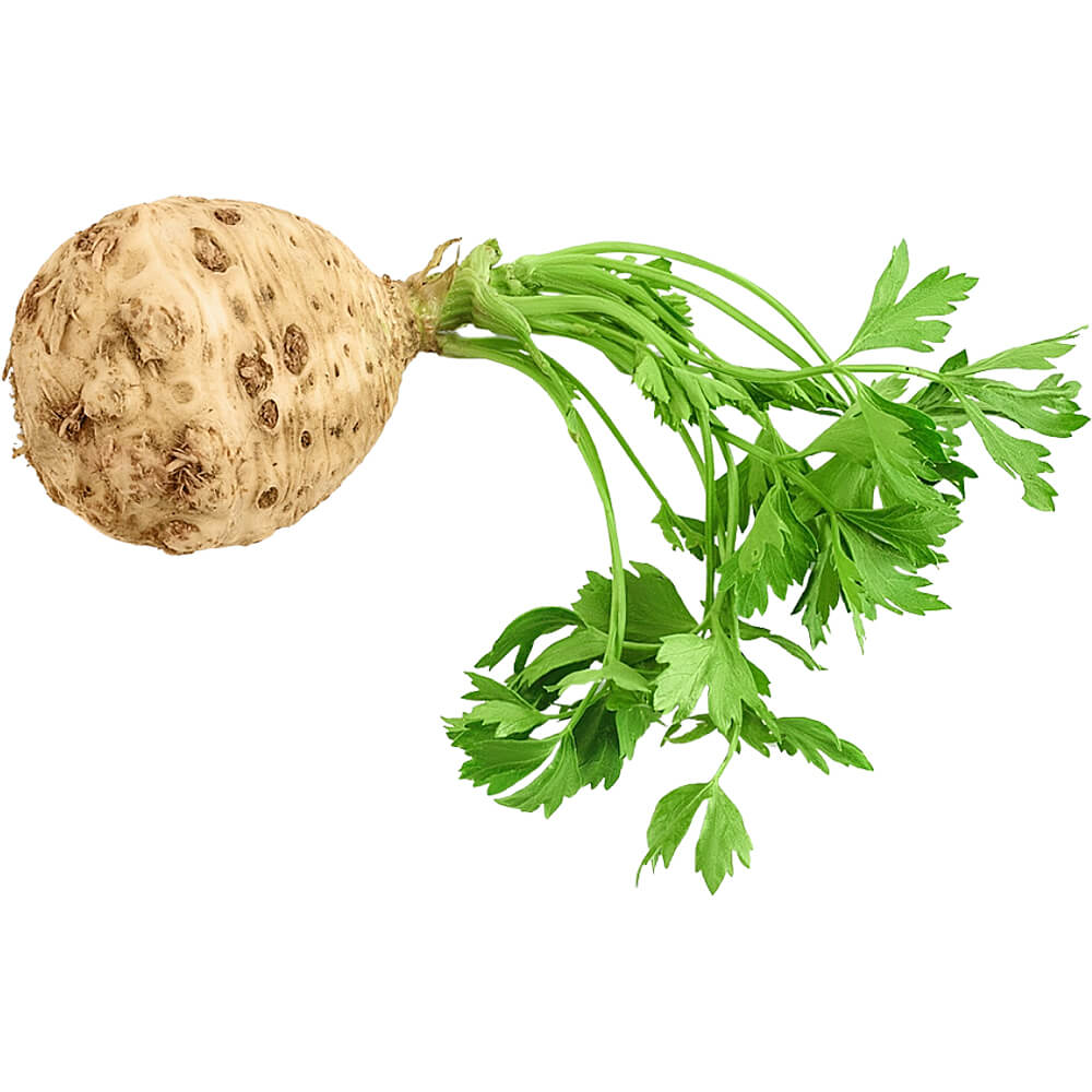 Celery-Root-img-2