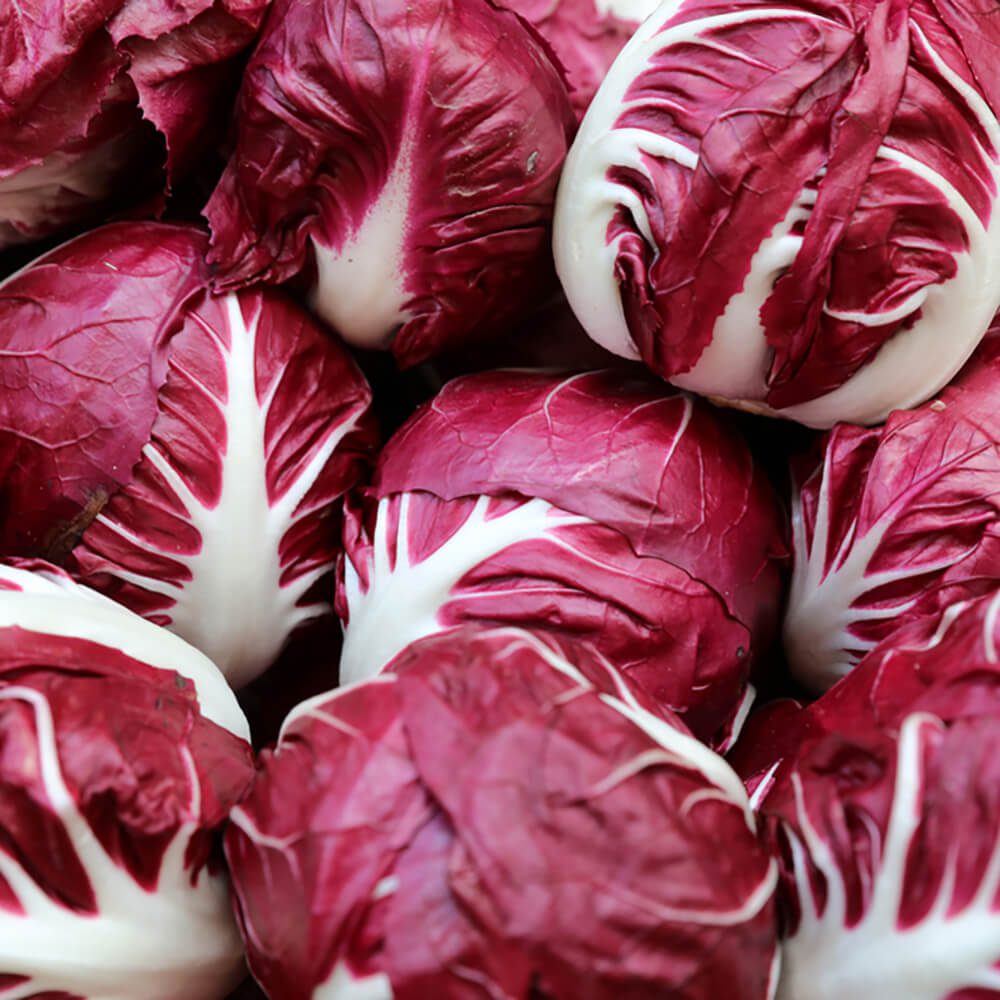 Endive-Red-img-4