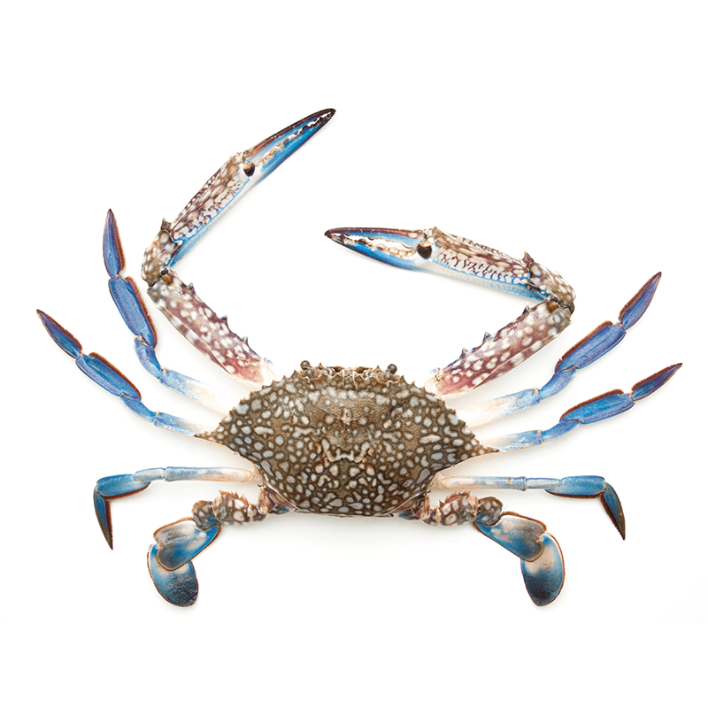 Blue Crab Small