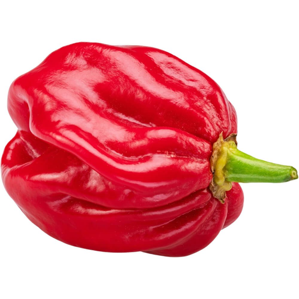 Habanero-Chilli-Red-img-3