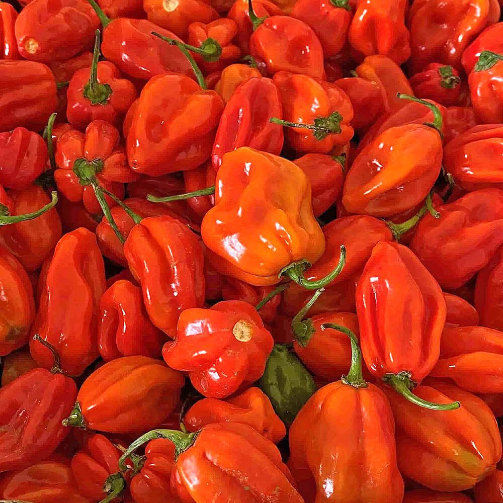 Habanero-Chilli-Red-img-4
