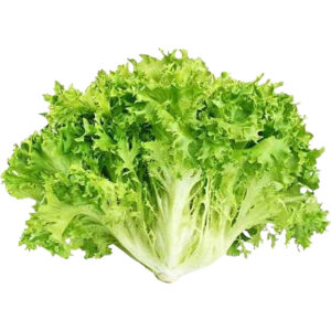 Lettuce Frisse Green Holland