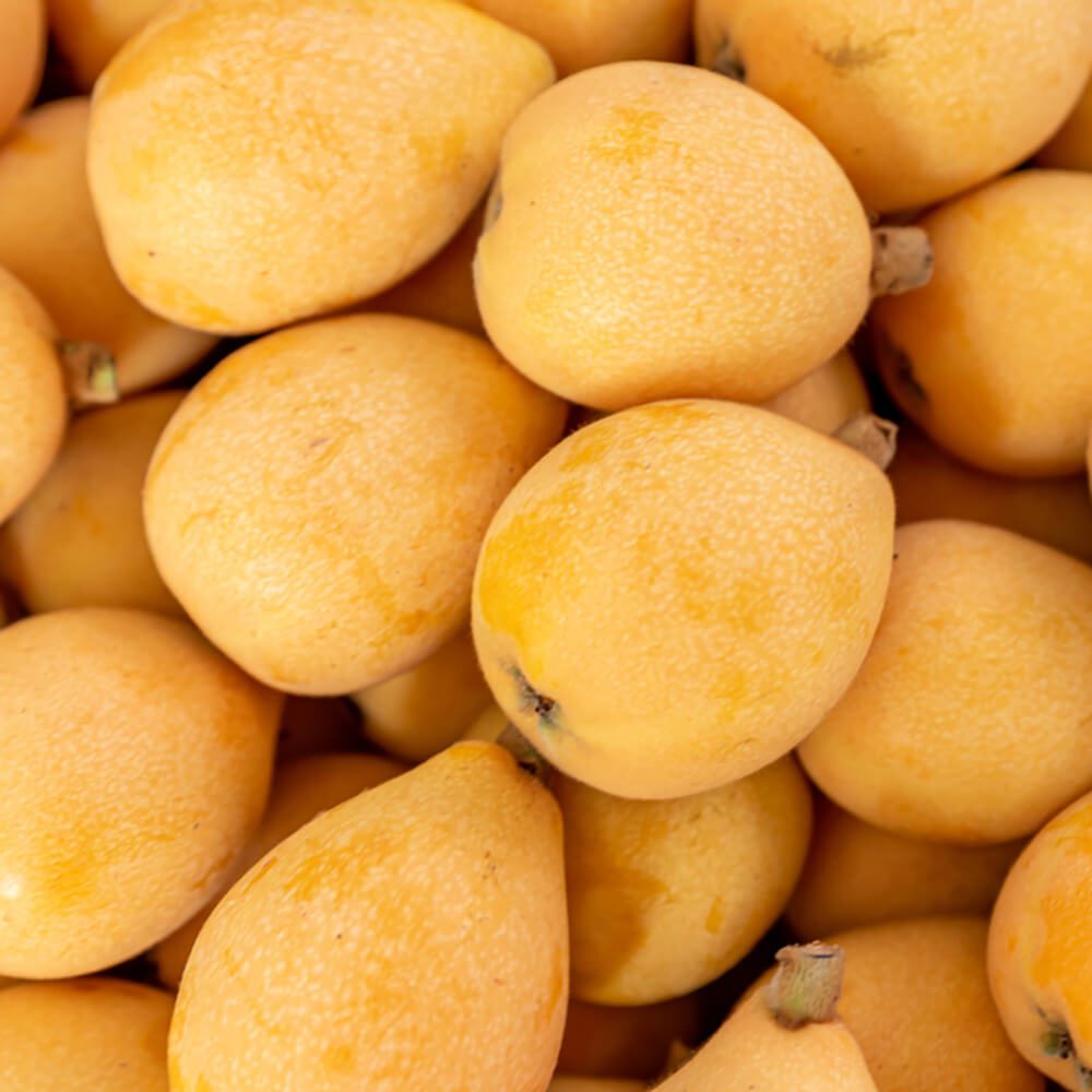Loquat-Japanese-Plum-img-4