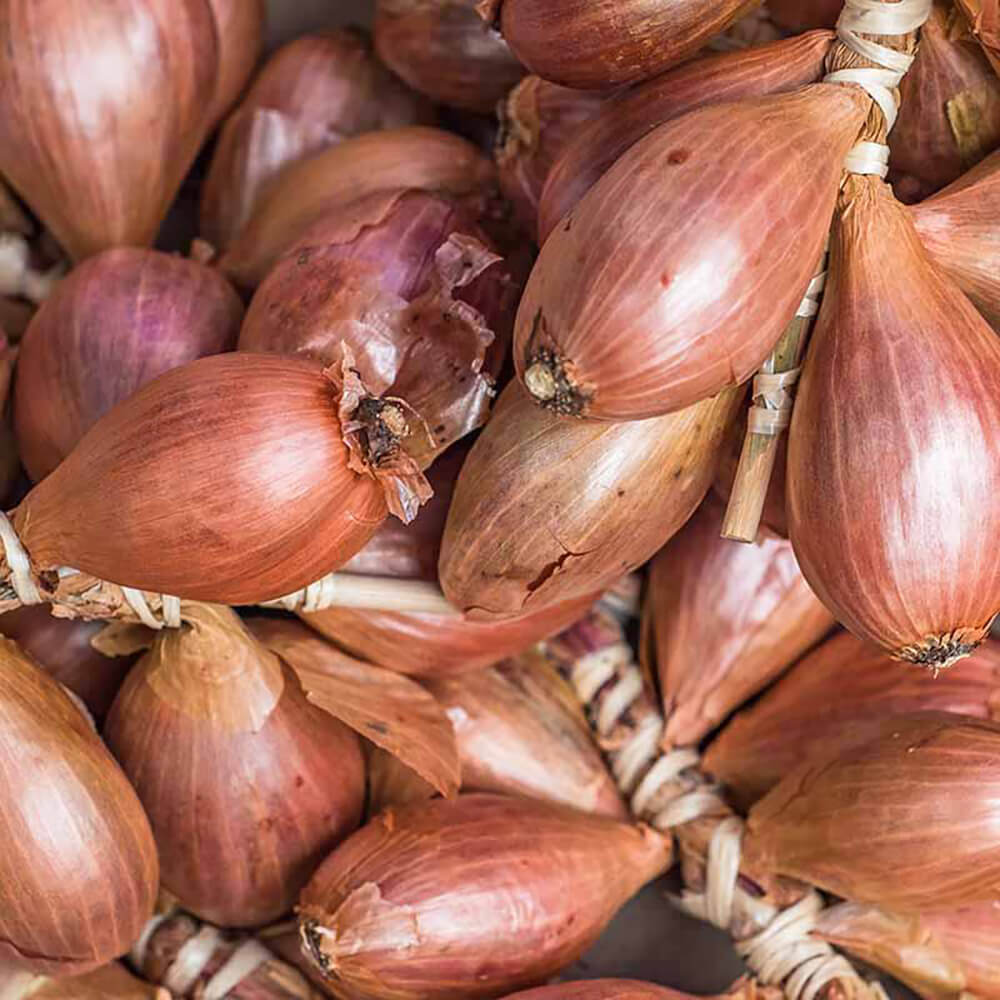 Onion-Shallots-img-3