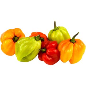 Scotch Bonnet Chilli