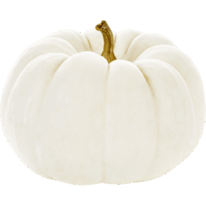 White Pie Pumpkin