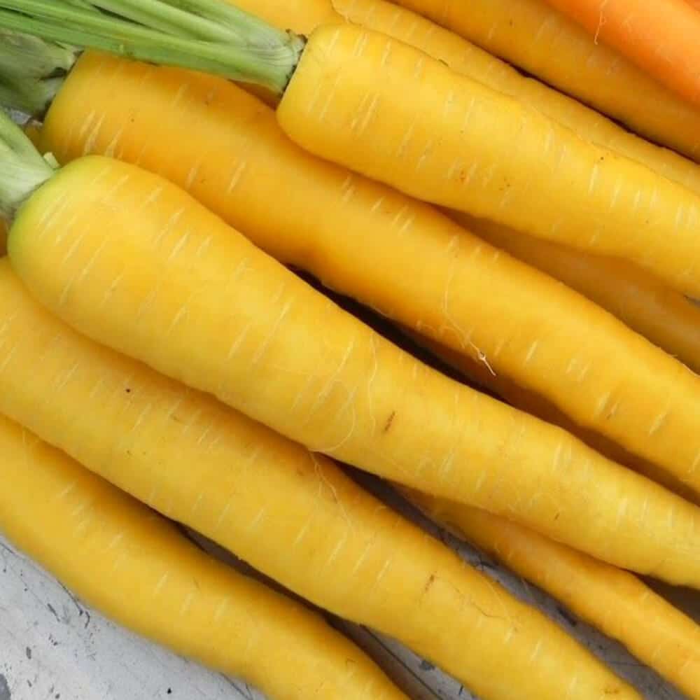 Yellow-Carrot-img-4