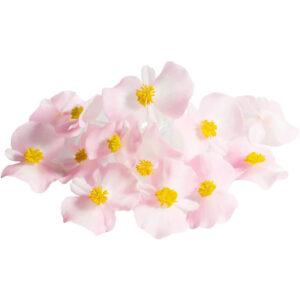 Begonia Edible Flowers