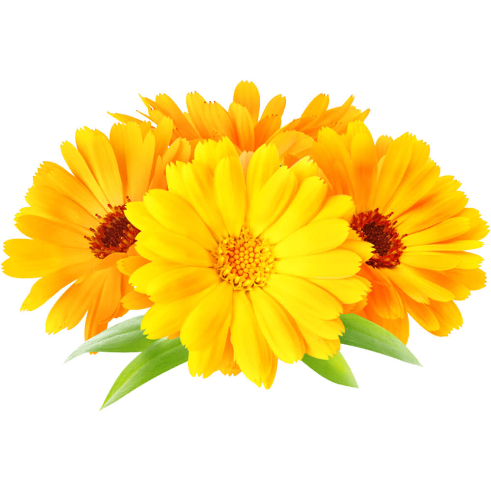 Calendula-Edible-Flowers-img-2