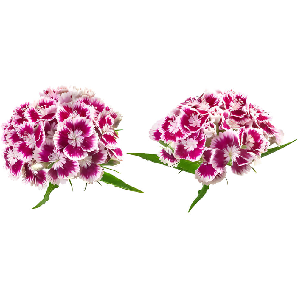 Dianthus Flower