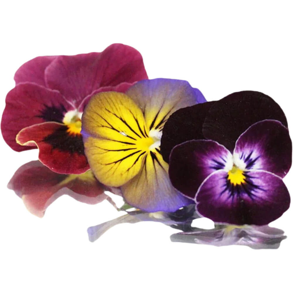 Edible-Flowers-img-3