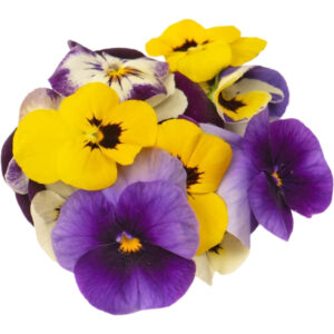 Mixed Viola
