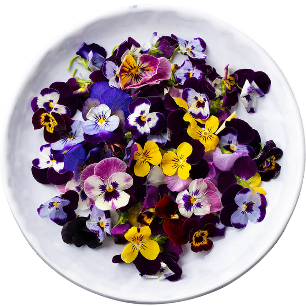 Pansy-Flowers-img-2