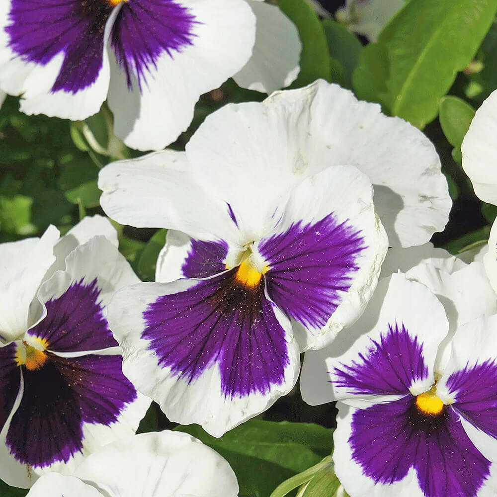 Pansy-Flowers-img-3