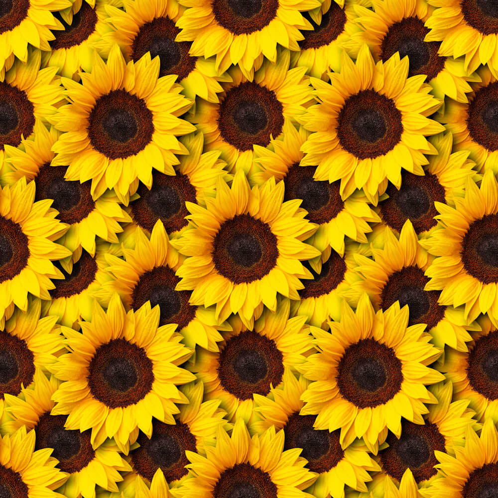 Sunflower-img-3