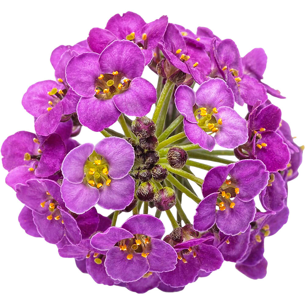 Sweet Alyssum Purple Edible Flowers