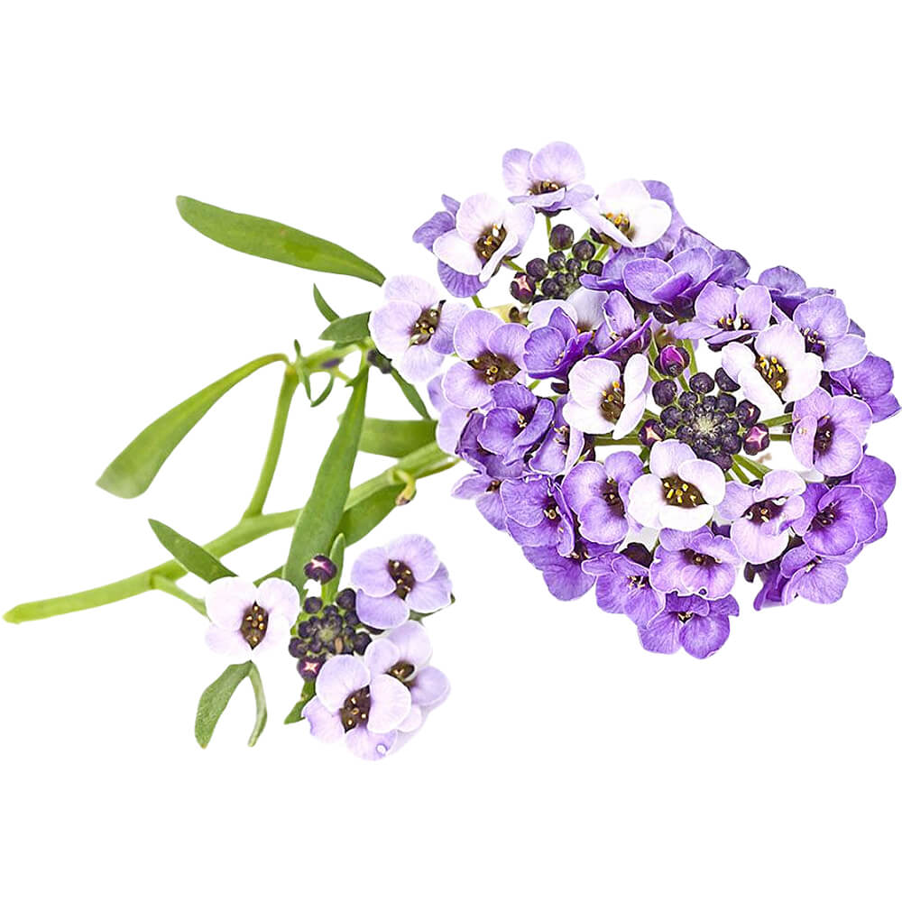 Sweet-Alyssum-Purple-Edible-Flowers-img-2
