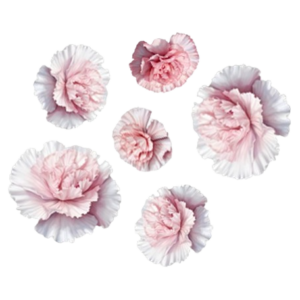 White Dianthus